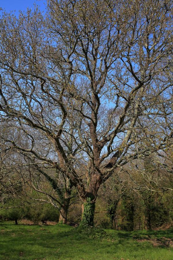 Ploulech Aux Arbres Chanteurs מראה חיצוני תמונה