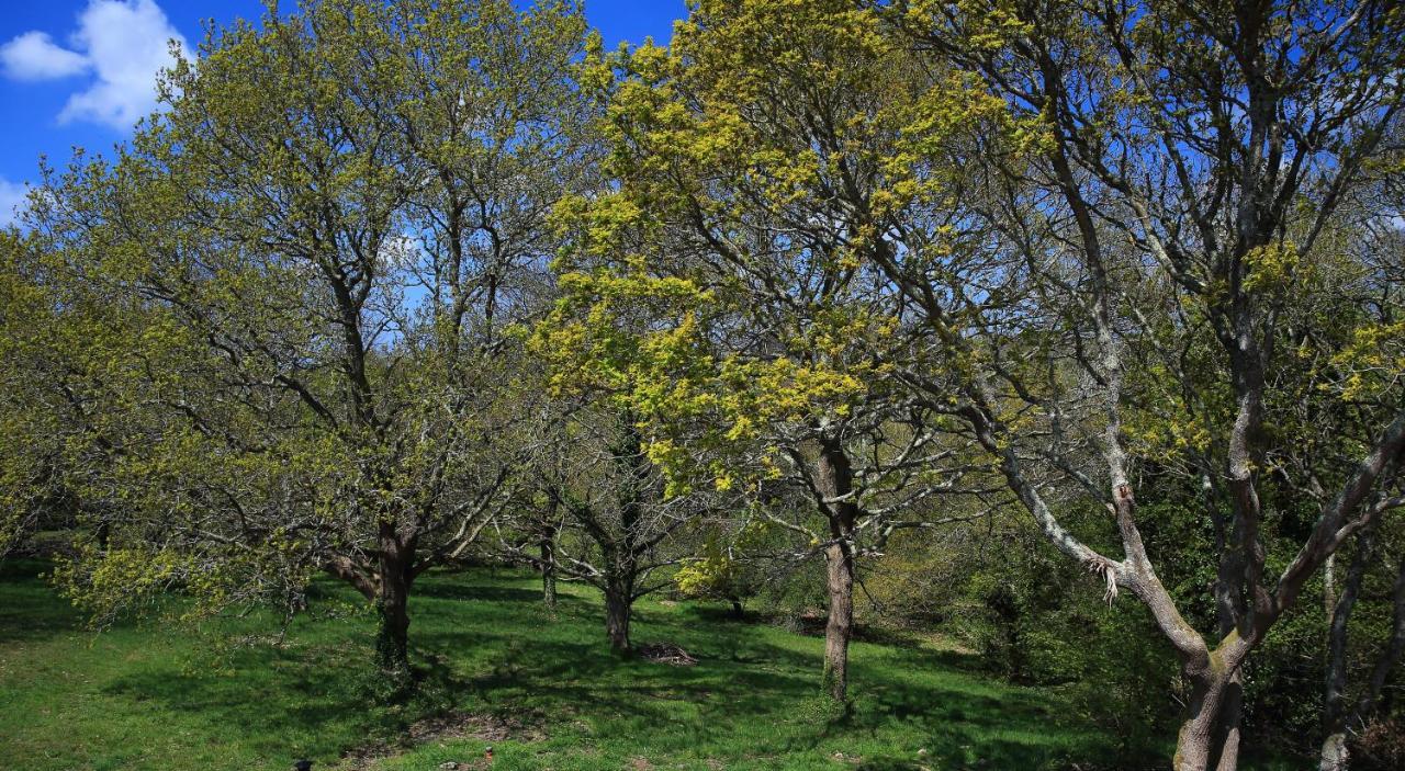 Ploulech Aux Arbres Chanteurs מראה חיצוני תמונה