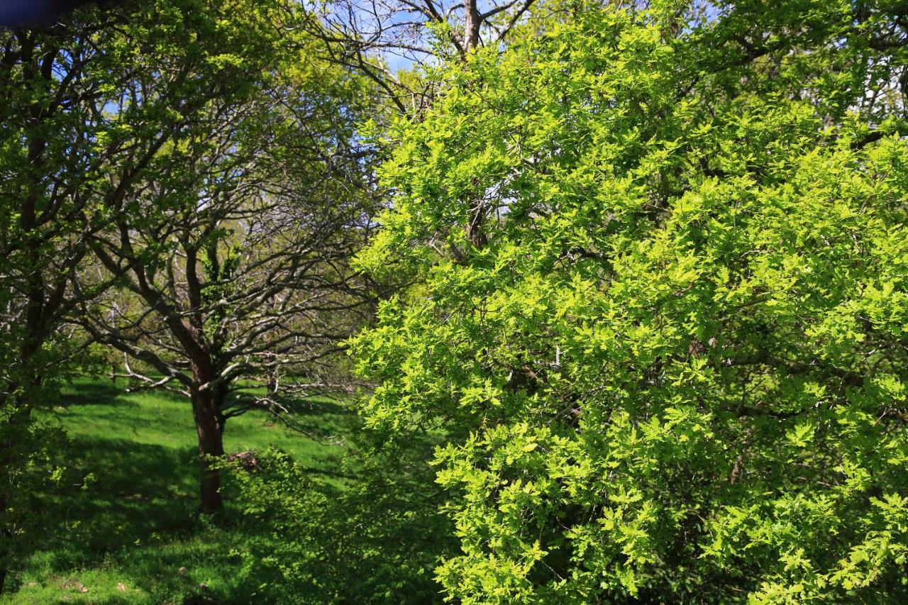 Ploulech Aux Arbres Chanteurs מראה חיצוני תמונה
